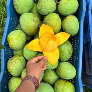 ২০ কেজি হাড়িভাঙ্গা আম